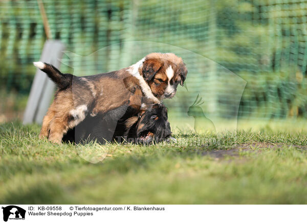 Wller Welpen / Waeller Sheepdog Puppies / KB-09558