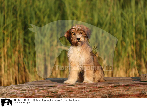 Waeller Puppy / KB-11369