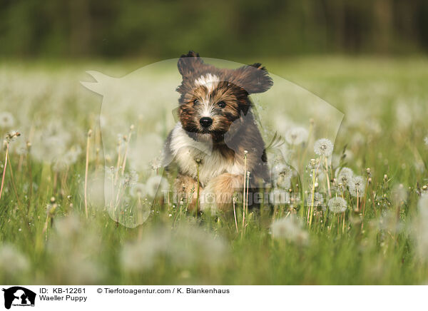 Waeller Puppy / KB-12261