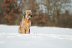 sitting Waeller Sheepdog