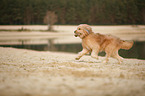 playing Waeller Sheepdog