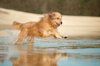 running Waeller Sheepdog