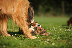 Waeller Sheepdogs