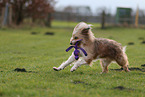 Waeller Sheepdog