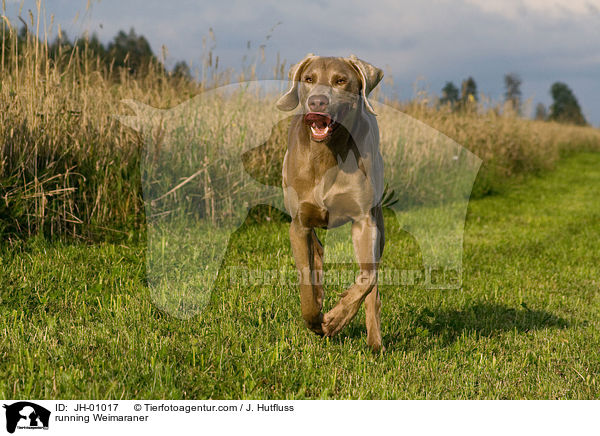 rennender Weimaraner / running Weimaraner / JH-01017