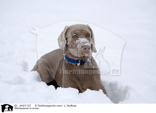 Weimaraner in snow / JH-01137