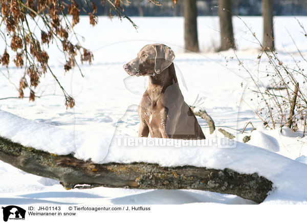 Weimaraner in snow / JH-01143
