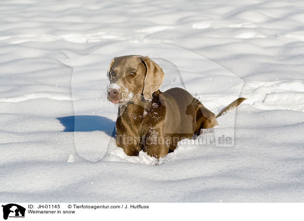 Weimaraner in snow / JH-01145