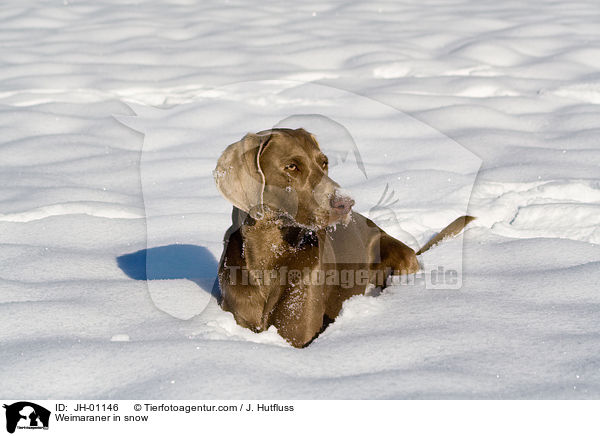 Weimaraner in snow / JH-01146