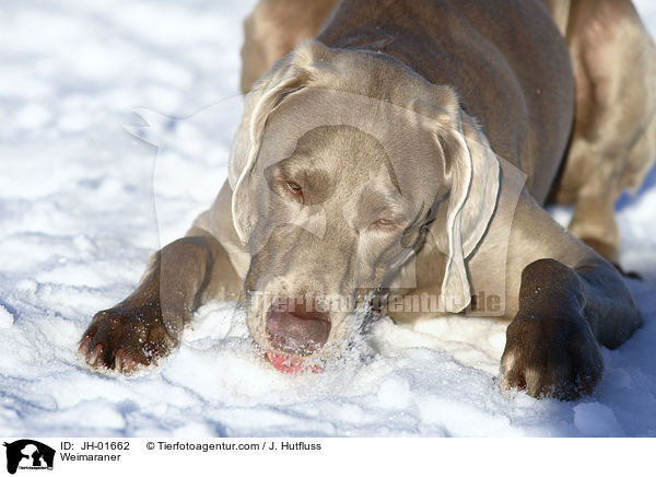 Weimaraner / JH-01662