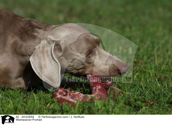 Weimaraner Portrait / Weimaraner Portrait / JH-02858