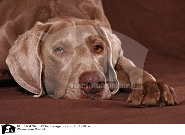 Weimaraner Portrait / Weimaraner Portrait / JH-04797