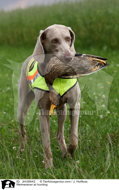 Weimaraner bei der Jagd / Weimaraner at hunting / JH-06642