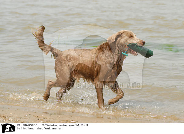 badender Langhaarweimaraner / bathing longhaired Weimaraner / MR-03860