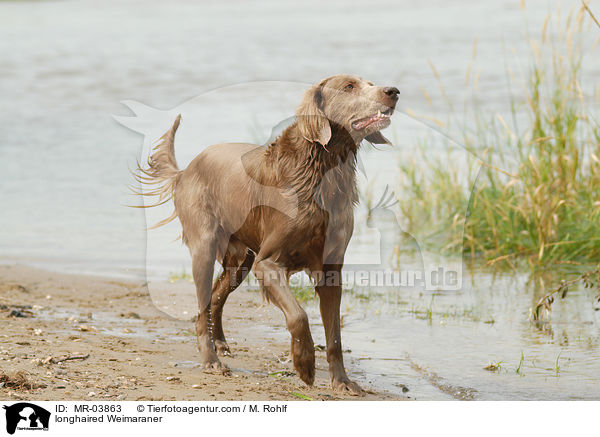 Langhaarweimaraner / longhaired Weimaraner / MR-03863