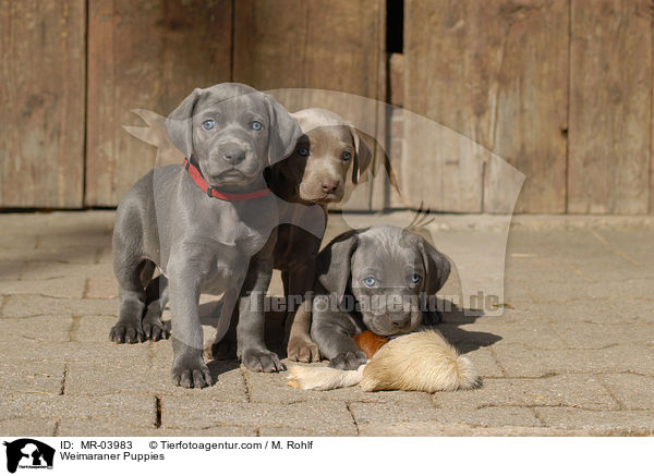 Weimaraner Puppies / MR-03983