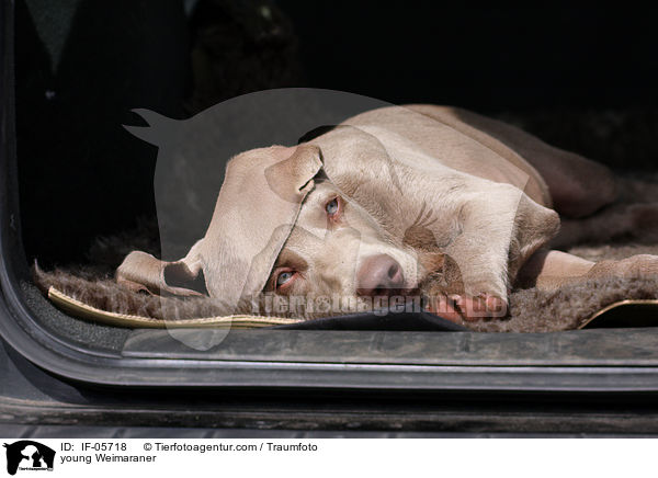 junger Weimaraner / young Weimaraner / IF-05718