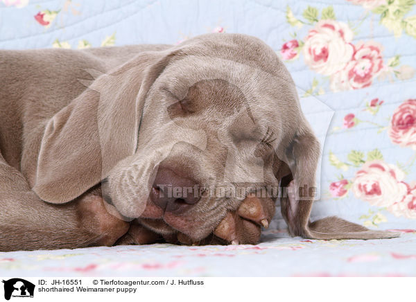 Kurzhaarweimaraner Welpe / shorthaired Weimaraner puppy / JH-16551