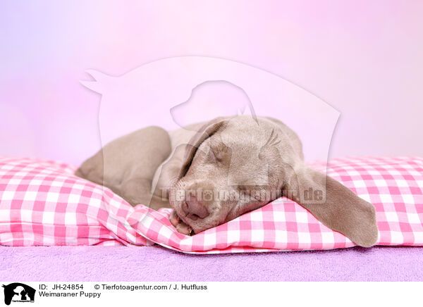 Weimaraner Puppy / JH-24854