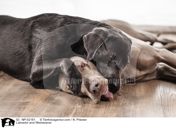Labrador and Weimaraner / NP-02161