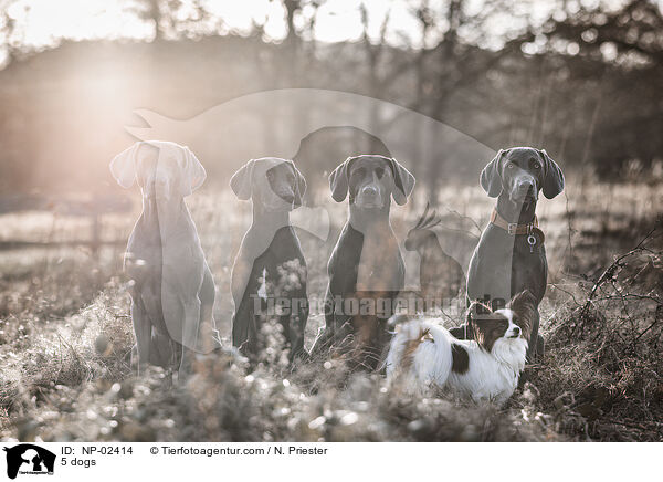 5 dogs / NP-02414