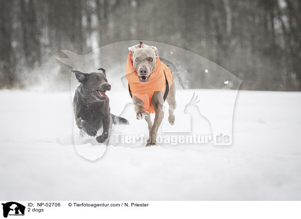 2 dogs / NP-02706