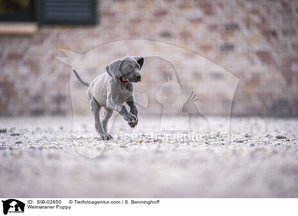 Weimaraner Puppy / SIB-02850