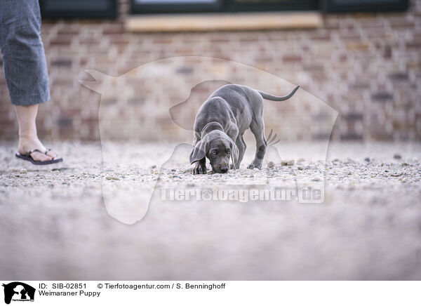 Weimaraner Puppy / SIB-02851