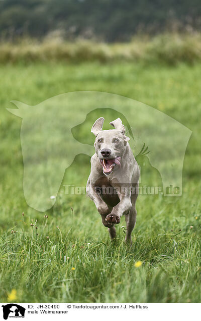 Weimaraner Rde / male Weimaraner / JH-30490