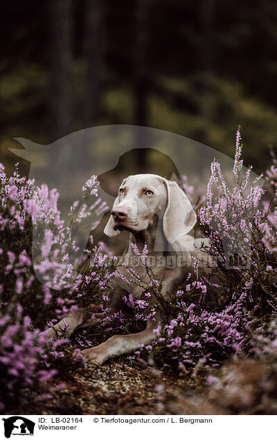 Weimaraner / Weimaraner / LB-02164