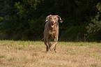 running Weimaraner