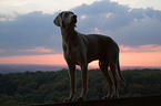 Weimaraner in sundown