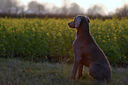 sitting Weimaraner