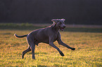 running Weimaraner