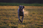 running Weimaraner