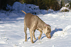 snuffling Weimaraner