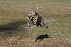 jumping Weimaraner