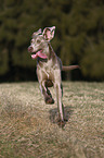 running Weimaraner