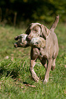 Weimaraner at rabbit hunting