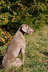 Weimaraner at hunting