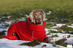 dog wearing Overall