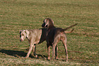 Weimaraner