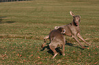 Weimaraner