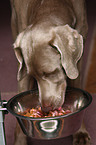 eating Weimaraner