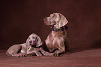 Weimaraner Puppies