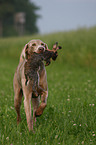 Weimaraner with rabbit