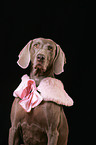 Weimaraner Portrait