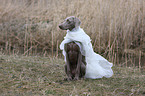 Weimaraner