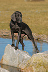 Weimaraner