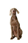 Weimaraner